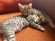 Kittens ready for new homes - Photo 8