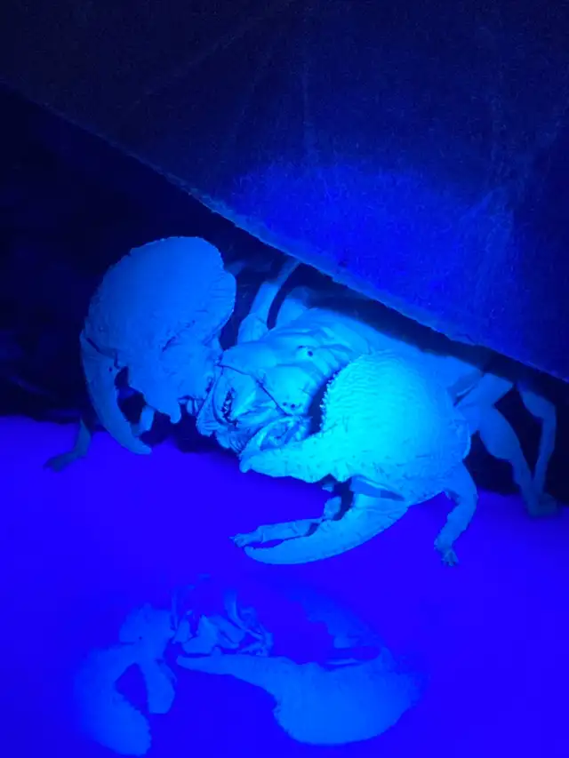 Scorpion empereur femelle subadulte