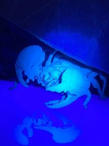 Scorpion empereur femelle subadulte