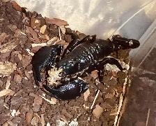 Scorpion empereur femelle subadulte - Photo 2
