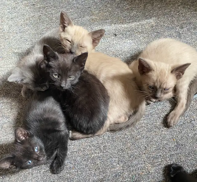 Beautiful Unique Hypoallergenic Kittens