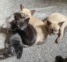 Beautiful Unique Hypoallergenic Kittens