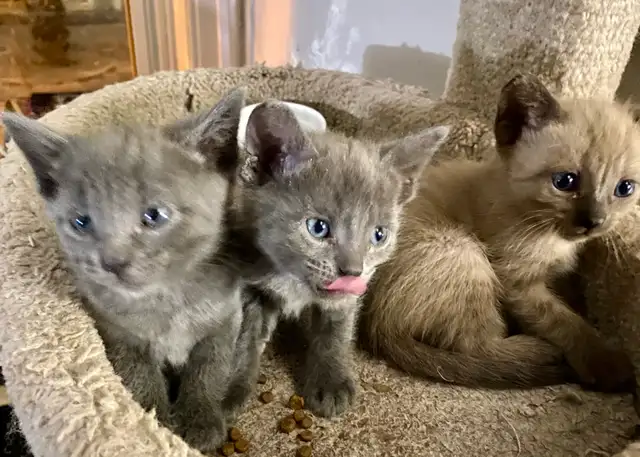 Beautiful Unique Hypoallergenic Kittens - Photo 2
