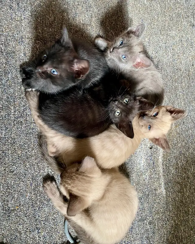 Beautiful Unique Hypoallergenic Kittens - Photo 3