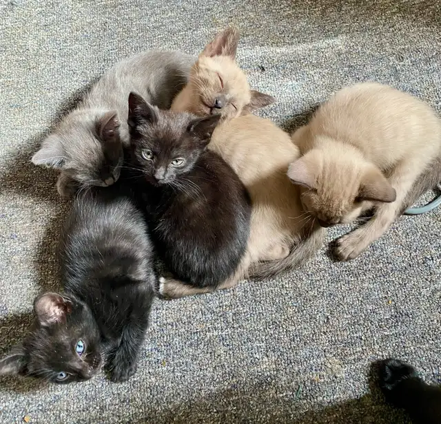 Beautiful Unique Hypoallergenic Kittens - Photo 4