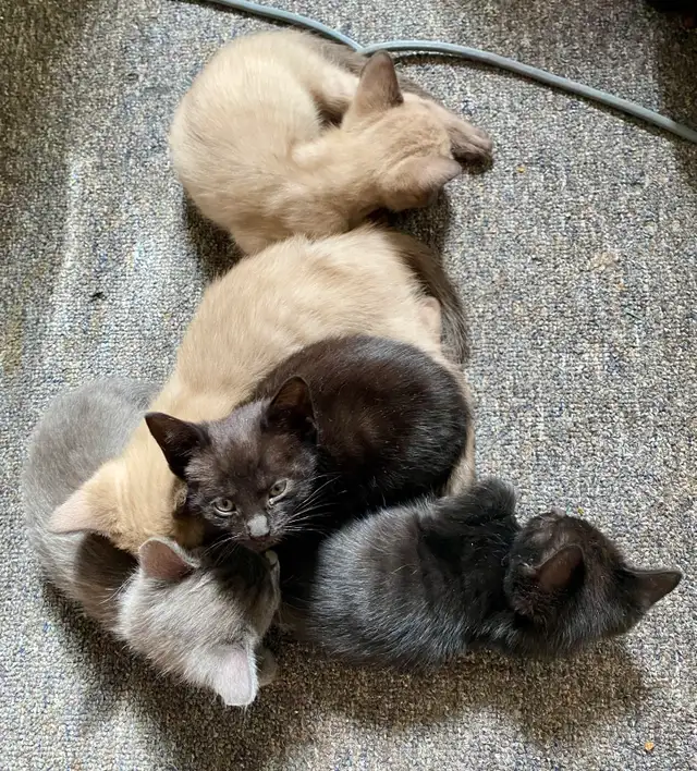 Beautiful Unique Hypoallergenic Kittens - Photo 5