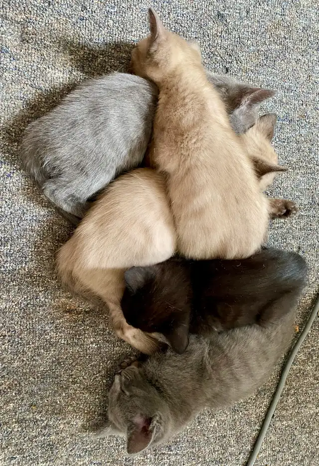 Beautiful Unique Hypoallergenic Kittens - Photo 6