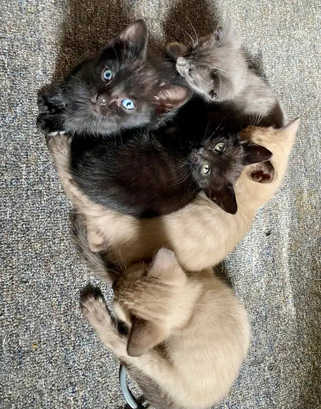 Beautiful Unique Hypoallergenic Kittens - Photo 7