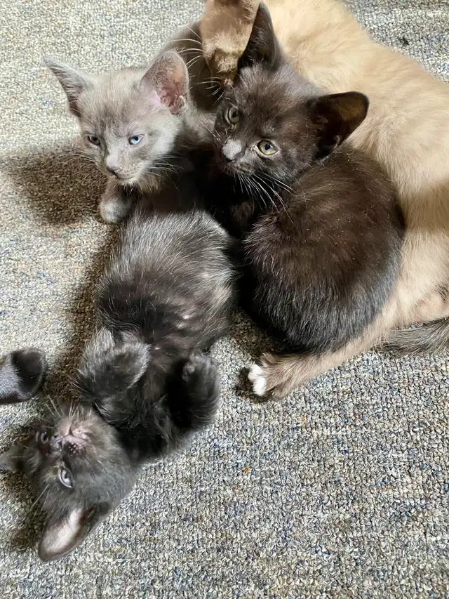 Beautiful Unique Hypoallergenic Kittens - Photo 8