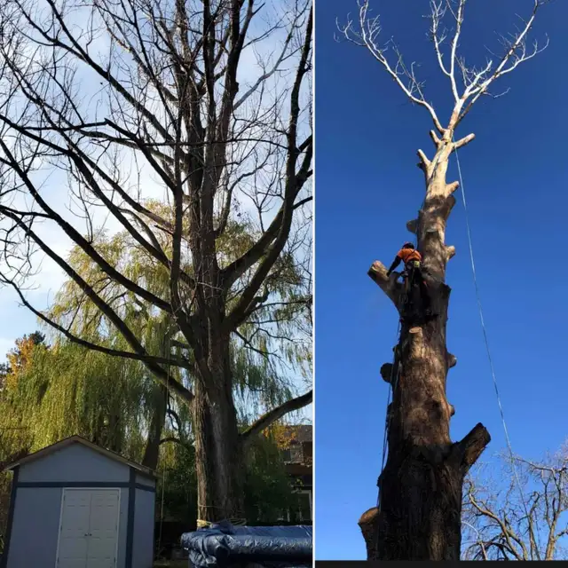 TORONTO TREE GUYS - TREE REMOVAL - PRUNING - LICENSED & INSURED