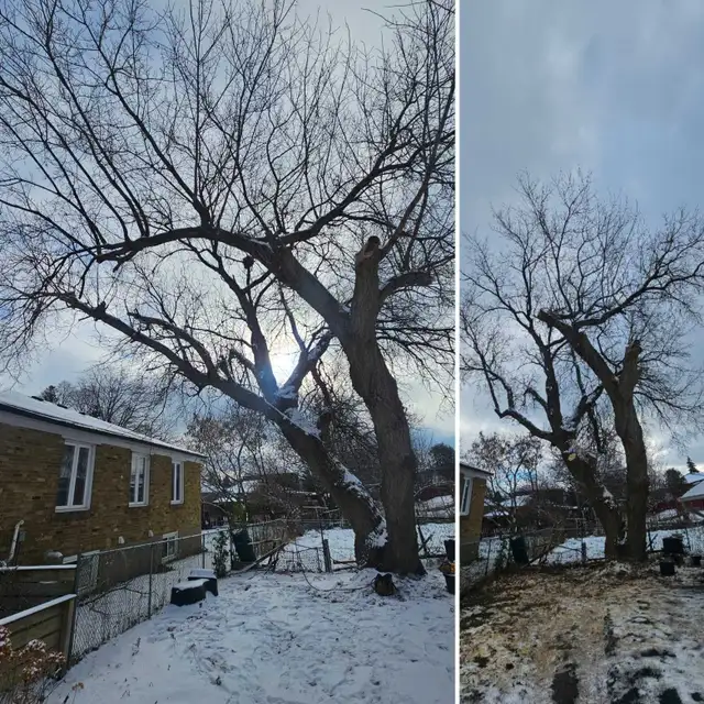 TORONTO TREE GUYS - TREE REMOVAL - PRUNING - LICENSED & INSURED - Photo 2