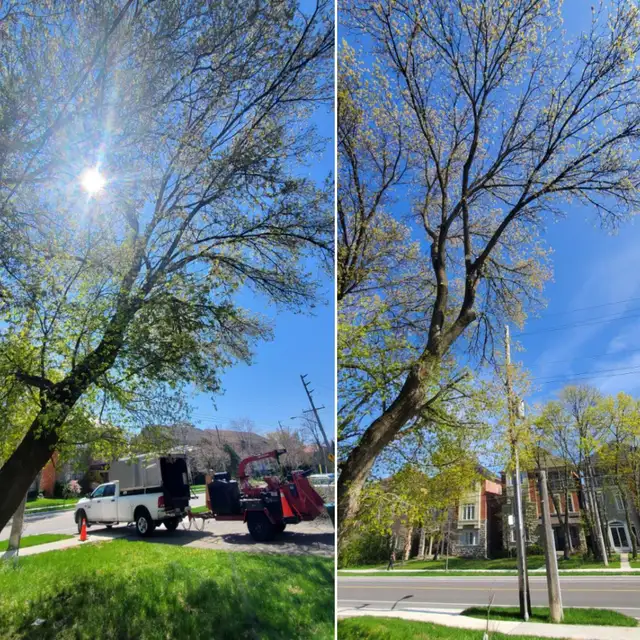 TORONTO TREE GUYS - TREE REMOVAL - PRUNING - LICENSED & INSURED - Photo 6