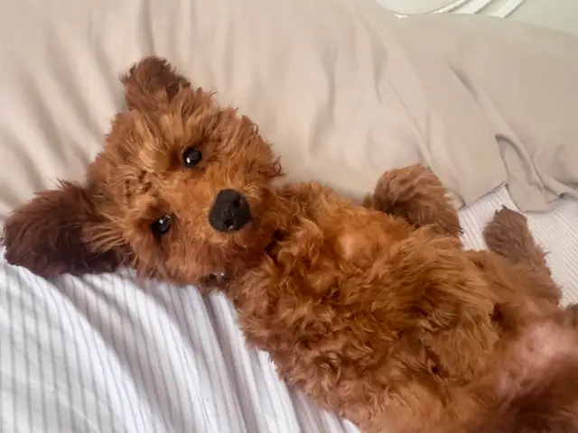 Adorable chiot caniche miniature - enregistrée