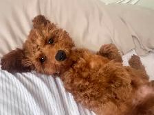 Adorable chiot caniche miniature - enregistrée