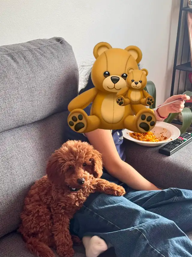 Adorable chiot caniche miniature - enregistrée - Photo 2