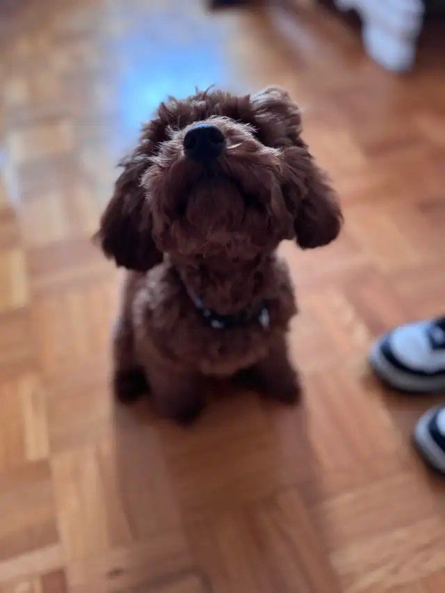 Adorable chiot caniche miniature - enregistrée - Photo 3