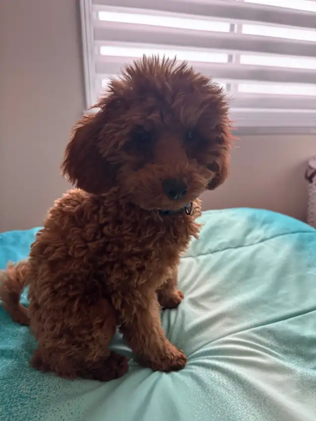 Adorable chiot caniche miniature - enregistrée - Photo 4