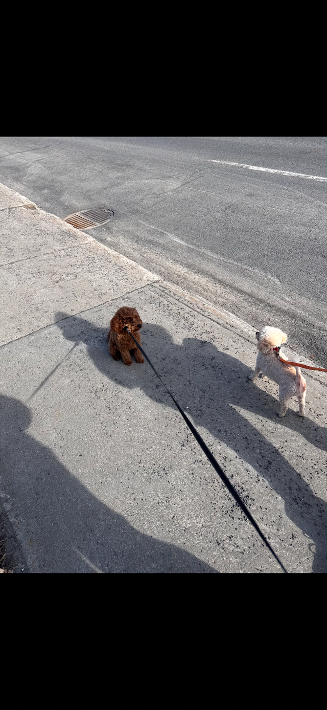 Adorable chiot caniche miniature - enregistrée - Photo 5