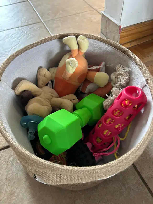 Adorable chiot caniche miniature - enregistrée - Photo 6