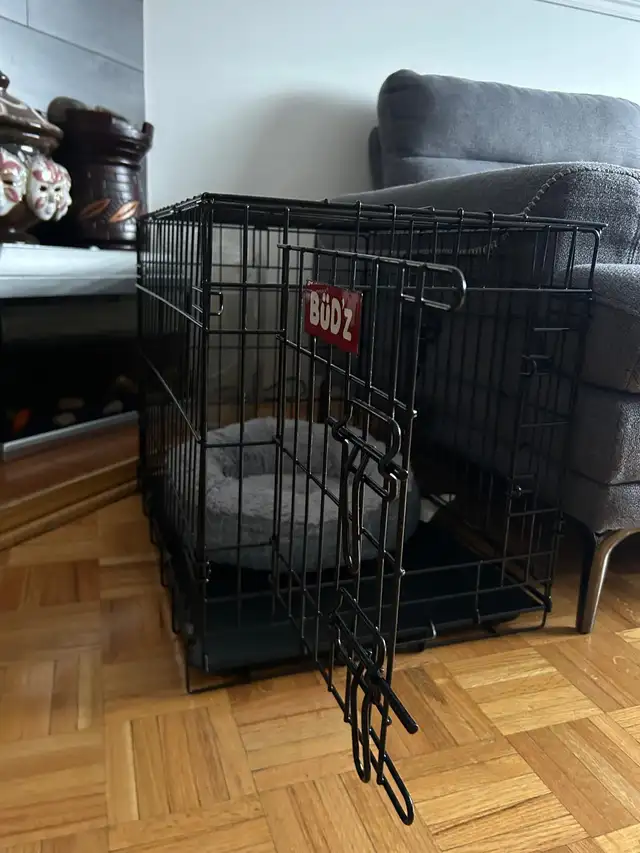 Adorable chiot caniche miniature - enregistrée - Photo 7