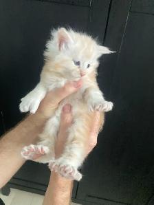 chaton Maine coon mâle
