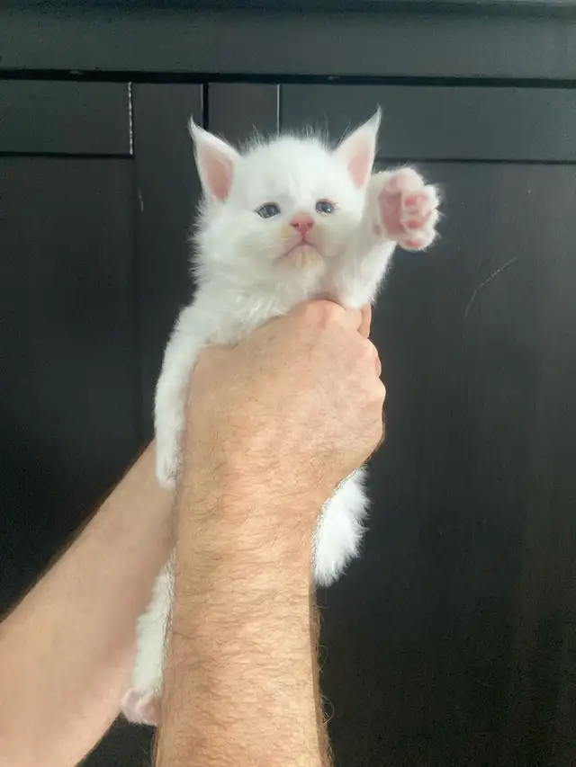 chaton Maine coon mâle - Photo 2