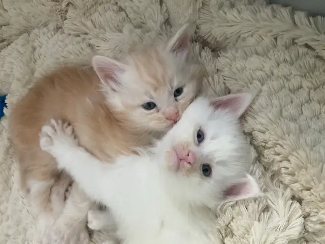 chaton Maine coon mâle - Photo 3