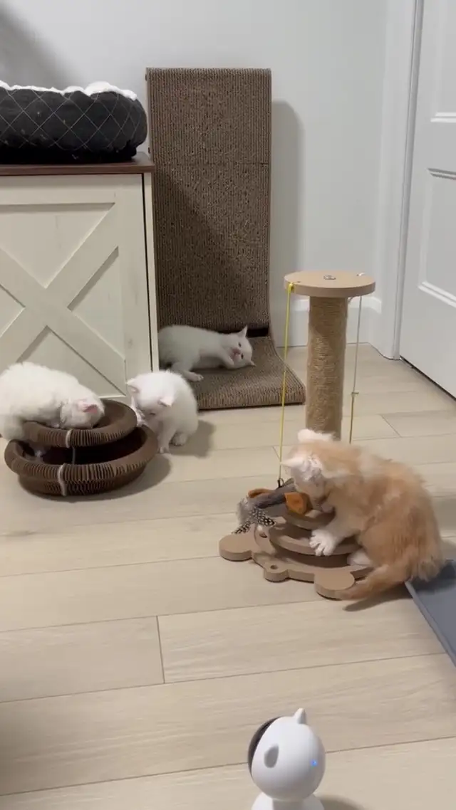 chaton Maine coon mâle - Photo 4