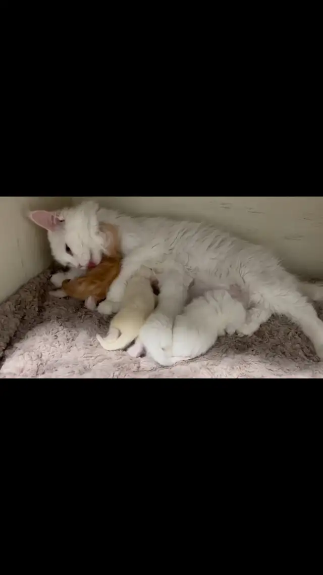 chaton Maine coon mâle - Photo 5