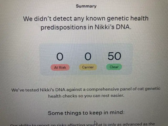 chaton Maine coon mâle - Photo 6