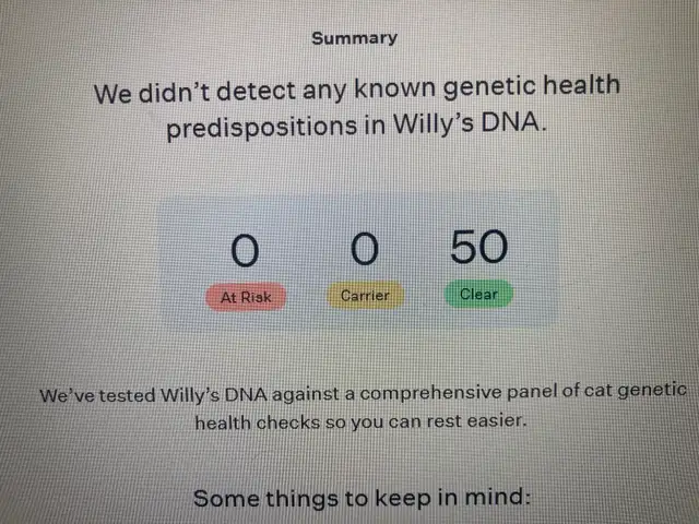 chaton Maine coon mâle - Photo 7