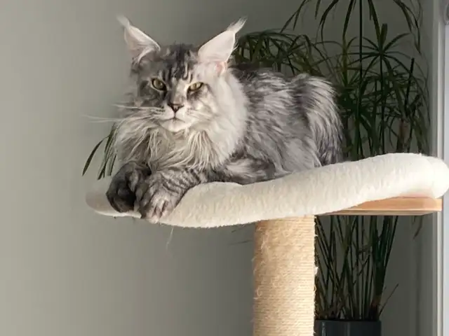 chaton Maine coon mâle - Photo 8