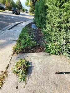 For Sale: Lawn reset - Photo 5