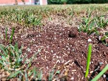 For Sale: Lawn reset - Photo 8