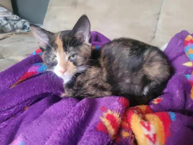 Kittens ready for a new home