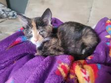 Kittens ready for a new home