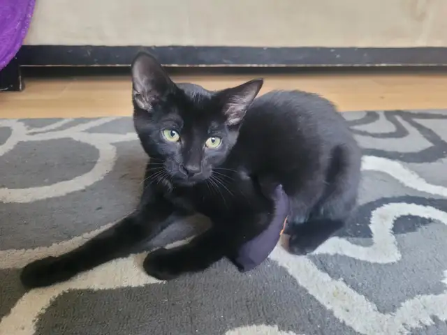 Kittens ready for a new home - Photo 2