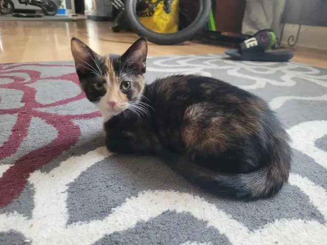 Kittens ready for a new home - Photo 3