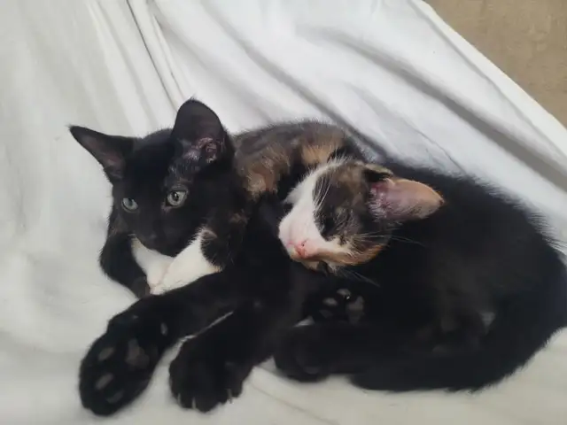 Kittens ready for a new home - Photo 4