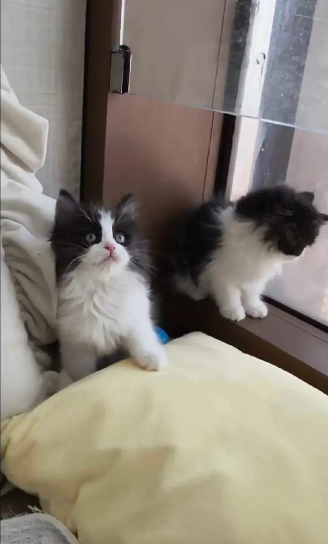 Siberian kittens - Photo 3