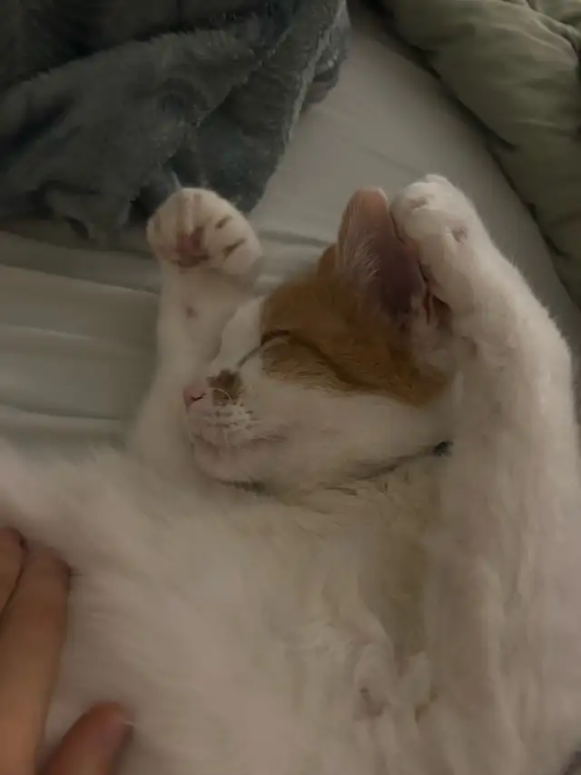 Private Bedroom in 3 Bed, 1 Bath Apartment - Photo 8