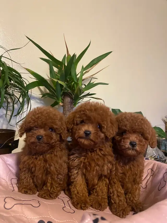 Adorable Poodle Puppies Looking for a Loving Home