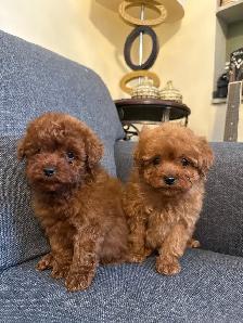 Adorable Poodle Puppies Looking for a Loving Home - Photo 3