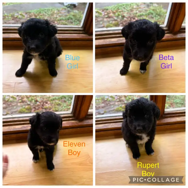 puppies for sale