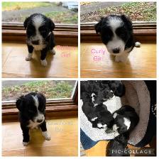 puppies for sale - Photo 2