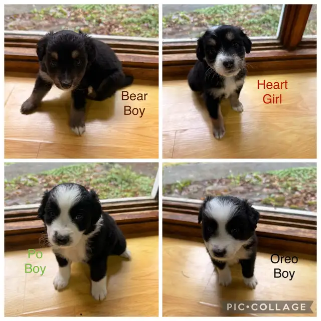 puppies for sale - Photo 3