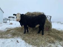 Black baldie heifer