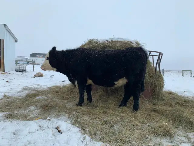 Black baldie heifer - Photo 2