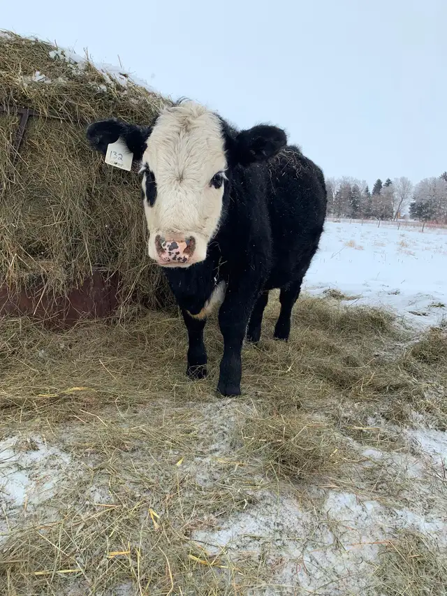 Black baldie heifer - Photo 3