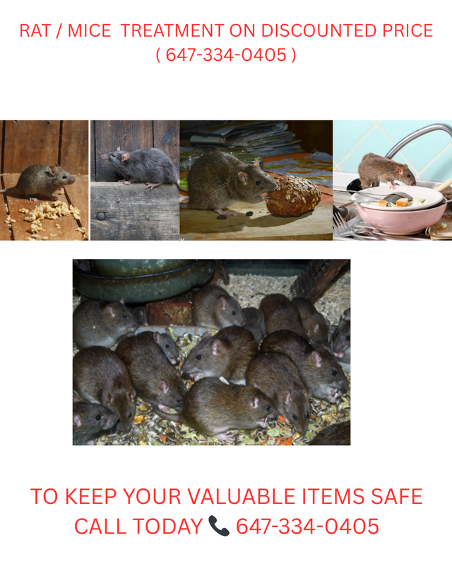 PEST CONTROL & WILDLIFE REMOVAL SERVICES ON CALL 24X7  !